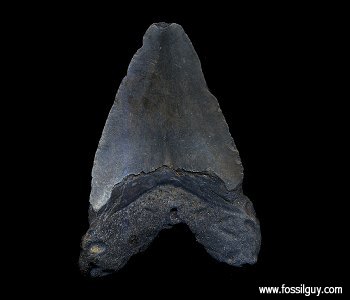 Fossil Megalodon shark tooth from Venice Beach, Florida