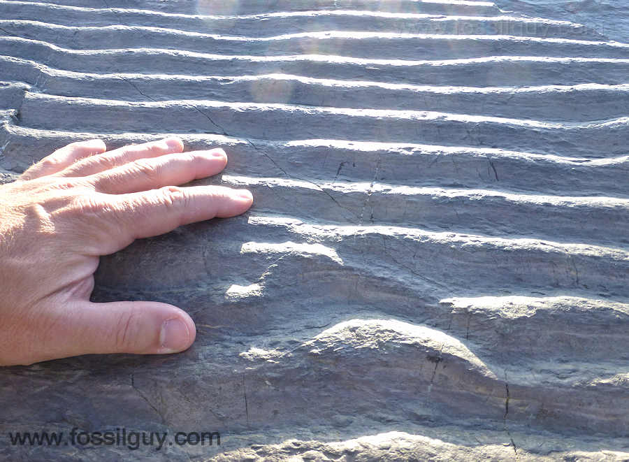 Ripple marks on the trackway bed
