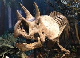 The Triceratops Dinosaur Gallery