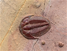 Trilobite Fossil Gallery