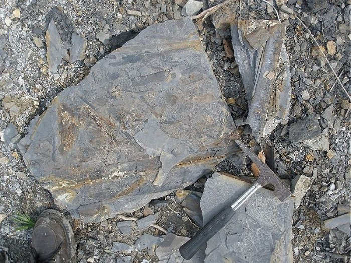 Chunks from the road cut fall and crash into pieces, often exposing the fossil plants inside.