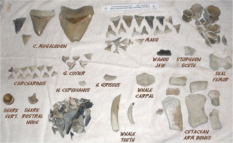 Here are most of the fossil finds for the trip.