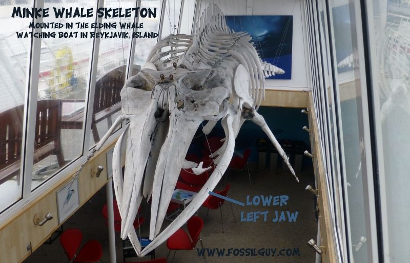 Minke Whale skeleton, showing where the fossil jaw section came from.