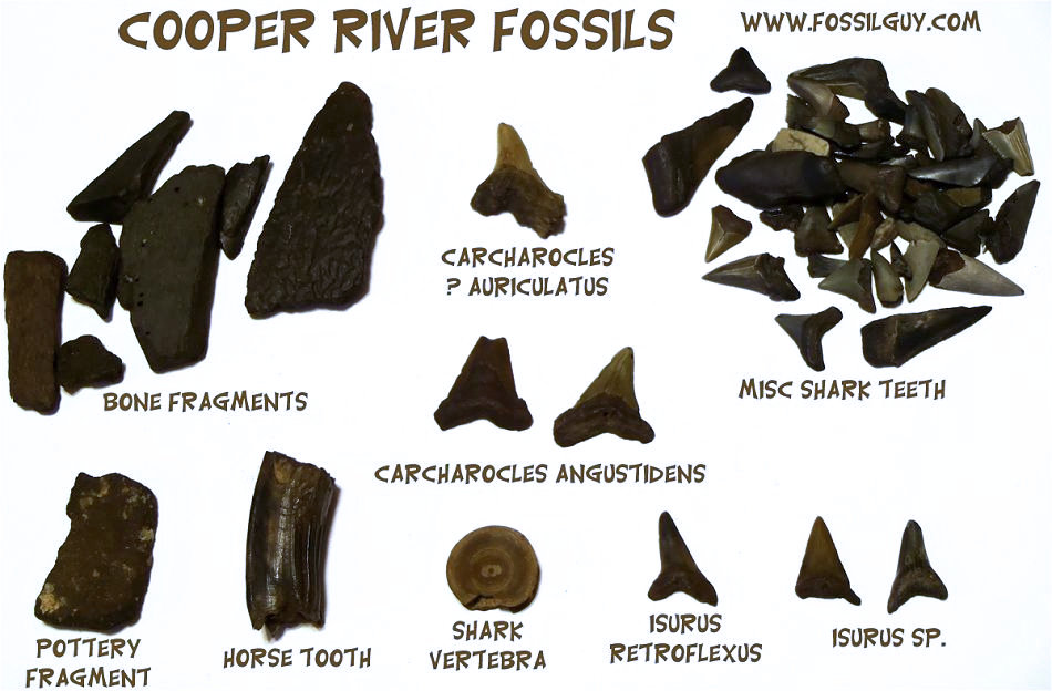 fossils found while diving the cooper river