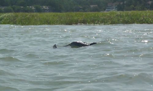 baby dolphin with mother