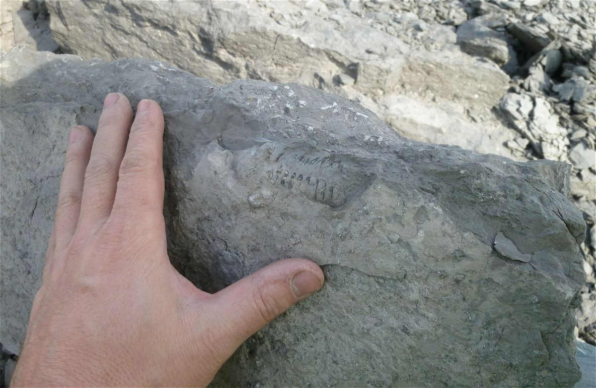 Here is the large prone eldregeops (phacops) when found. I thought the tail was there, just in the rock...