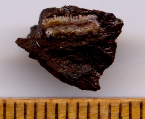 Red Hill Fossil Shark Tooth - Ageleodus Fossil