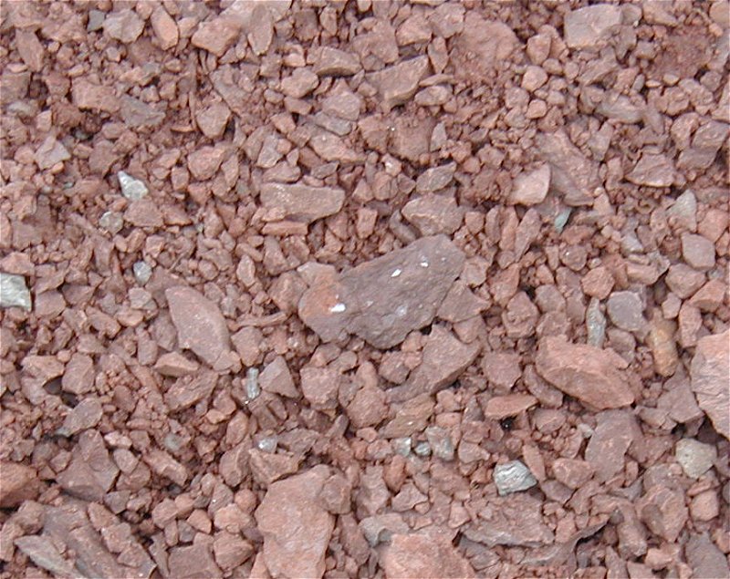 Ageleodus Shark Tooth - Devonian