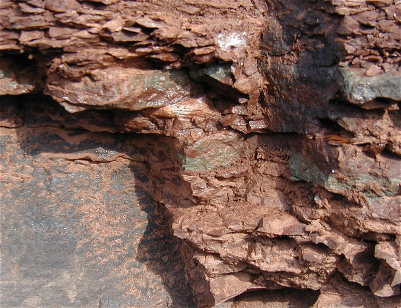 Red Hill Fossil Fish Tooth
