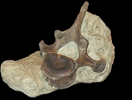 What is a Fossil?