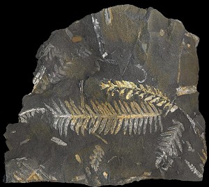 St. Clair Fossils were originally carbonized, but the carbon has been
replaced by pyrite and Pryophyllite