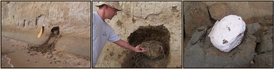 fossil porpoise skull being excavated by the Calvert Marine Museum - fossilguy.com