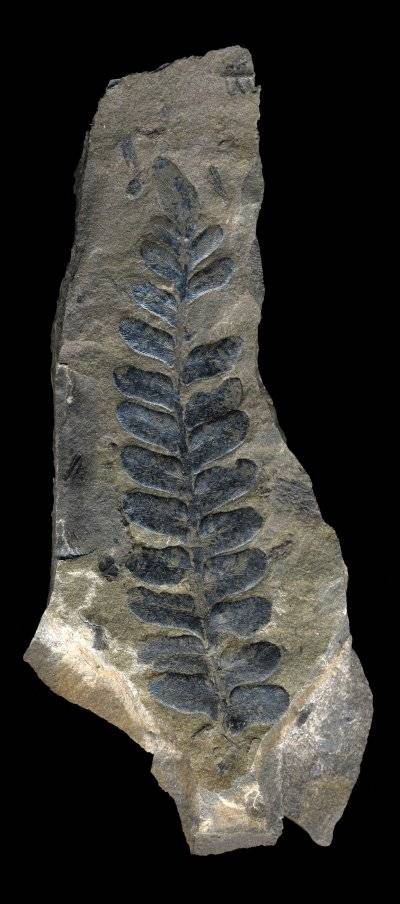 Fossil Fern