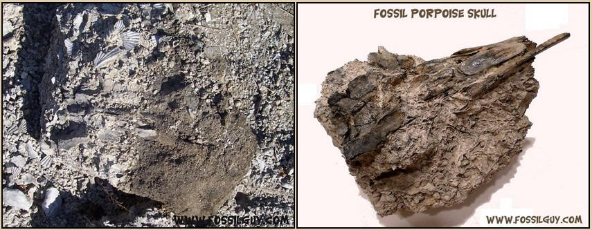 Fossil Dolphin Skull - Before and After