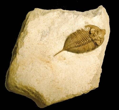 cast of a huntonia trilobite - it is also permineralized with calcite.