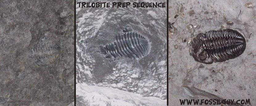 fossil trilobite in matrix from New York - Phacops rana - fossilguy.com