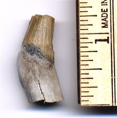This is a squalodon incisor. Unfortunately the tip and root are broken