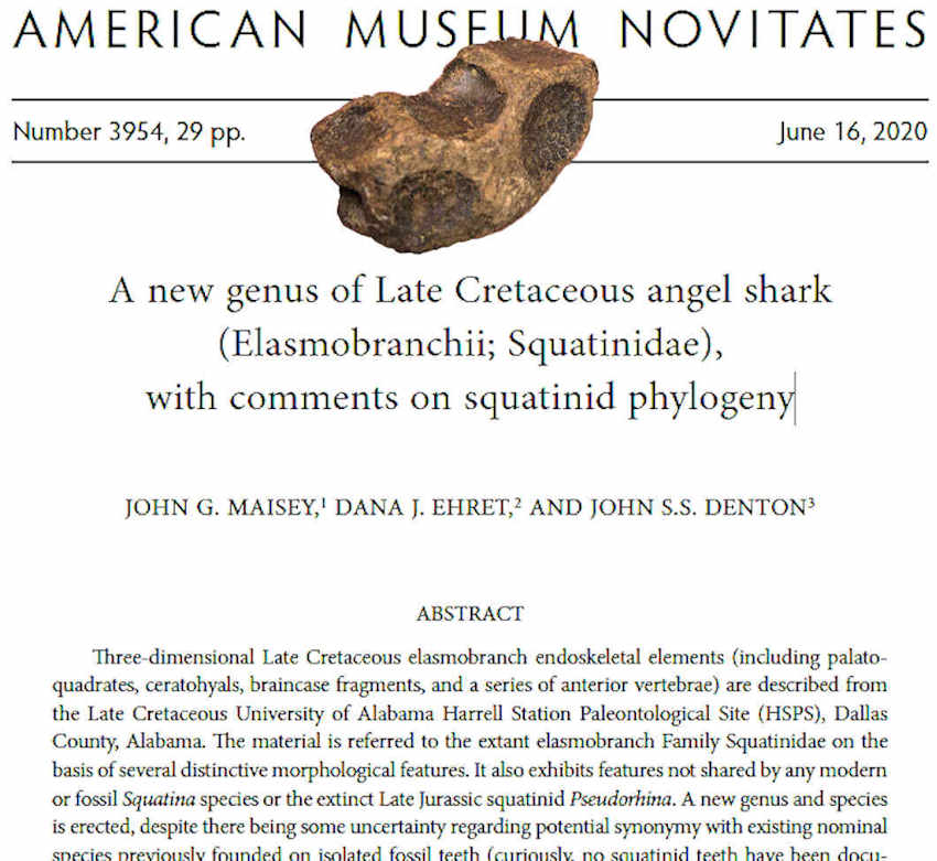 Research paper with the fossil Angel Shark Vertebra