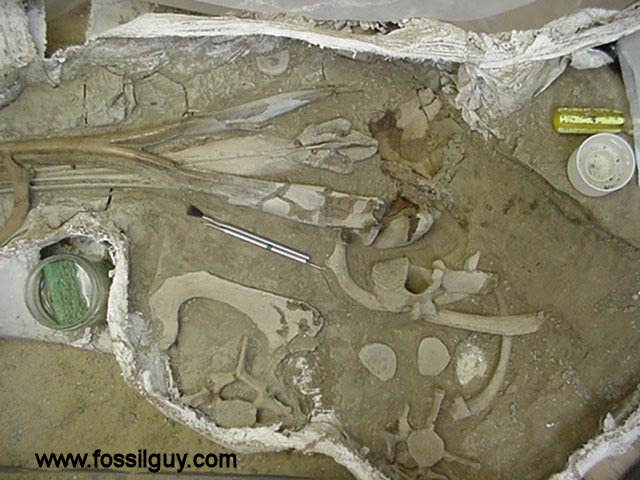 The preparation of the fossil eurhinodelphis is comming along nicely!