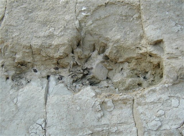 Close up of bones from the fossil dolphin as found in the Calvert Cliffs