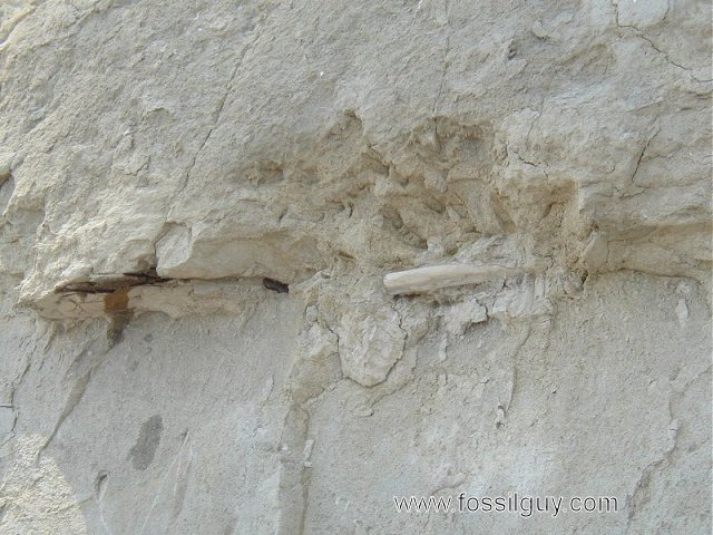 Fossil rib and scapula (treated with paleobond) sticking out of the cliff