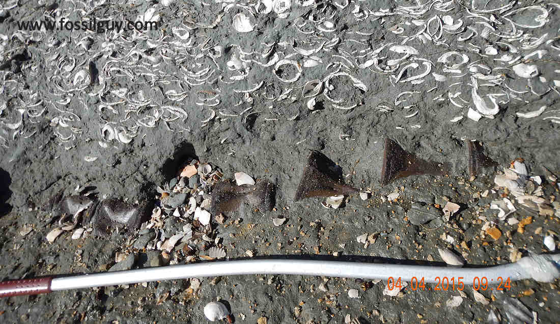 eroded fossil whale at calvert cliffs - vertebra