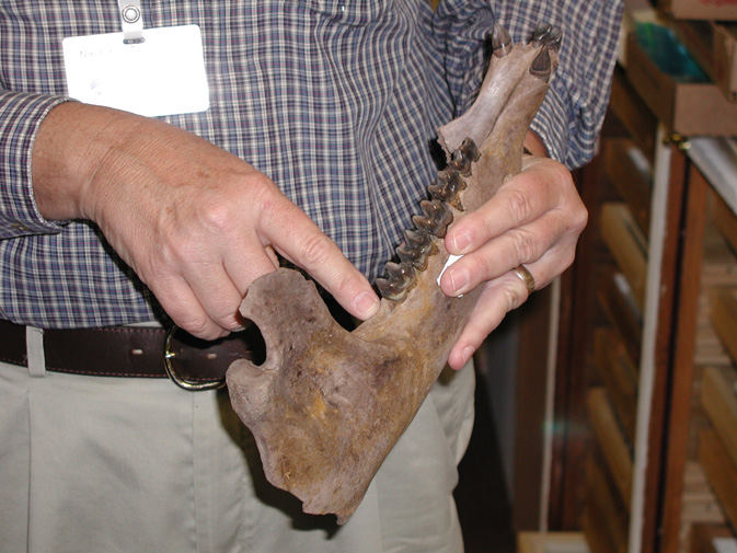 Jim Knight holding a tapir Jaw