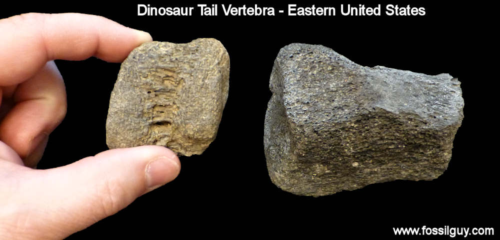 Small worn Dinosaur tail vertebra from the Eastern United States Cretaceous.