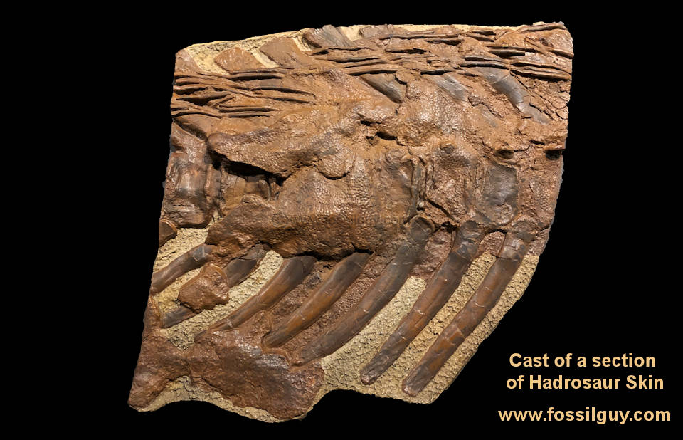 Cast of a fosisl Edmontosaurus skin impression