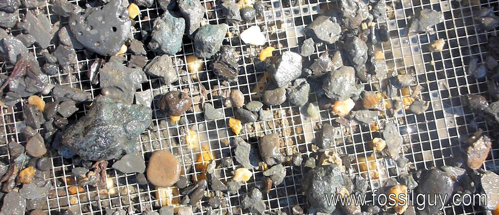 An isolated Hadrosaurus tooth sits in the upper left of the screen mixed with other fossil fragments.