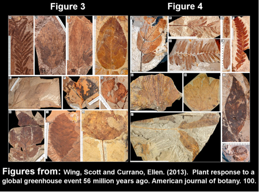 This is Figure 3 and 4 from Scott and Currano 2013 (see references for full article).  Figure 3 shows typical plant fossils of the late Paleocene in the Bighorn Basin, which are mainly temperate plants.  Figure 4 shows typical plant fossils of the PETM in the Bighorn Basin, which are mainly dry tropical plants.