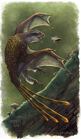 Restoration of the membrane-winged scansoriopterygid Yi qi.  Image Credit: Emily Willoughby (CC BY-SA 4.0)