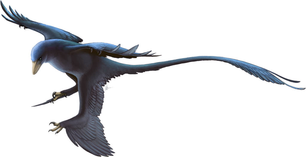 Microraptor gui reconstruction.  It is shown here in leg drag posture, presumably preparing to land. Credit: Fred Wierum (CC BY-SA 4.0)