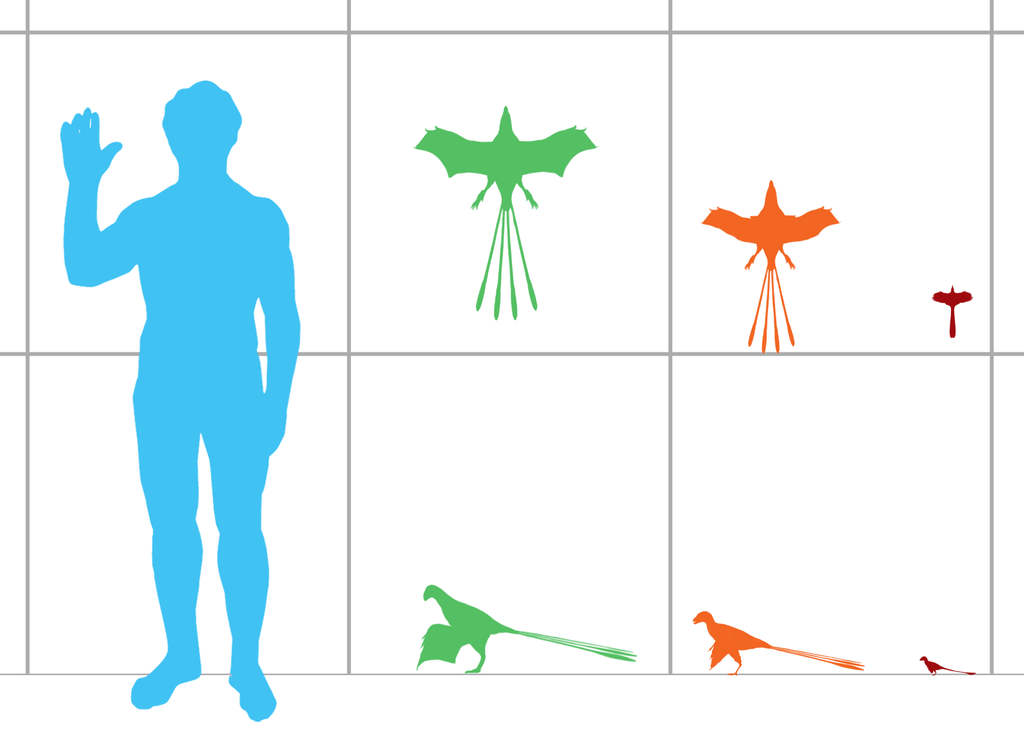 Size comparison of the scansoriopterygids Yi qi (green), Epidexipteryx hui (orange), and Scansoriopteryx heilmanni (red), scaled based on the holotype specimens of each. Credit:  Matthew Martyniuk (CC BY-SA 4.0)