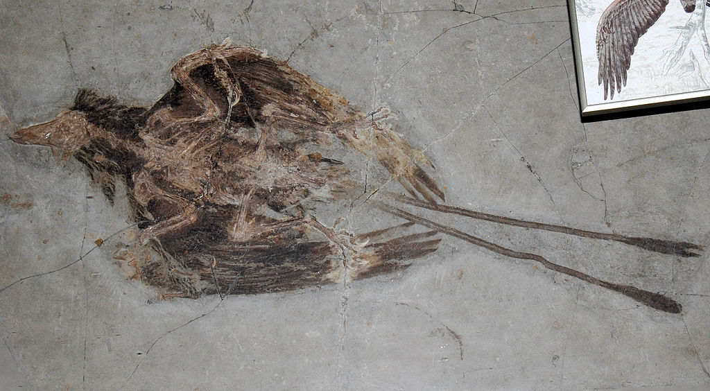 A fossil of the Early Cretaceous bird called Confuciusornis sanctus from China.  This bird was one of the first birds to have a true beak.  It also retained claws on its forelimbs. Credit: Tommy (CC BY 2.0)
