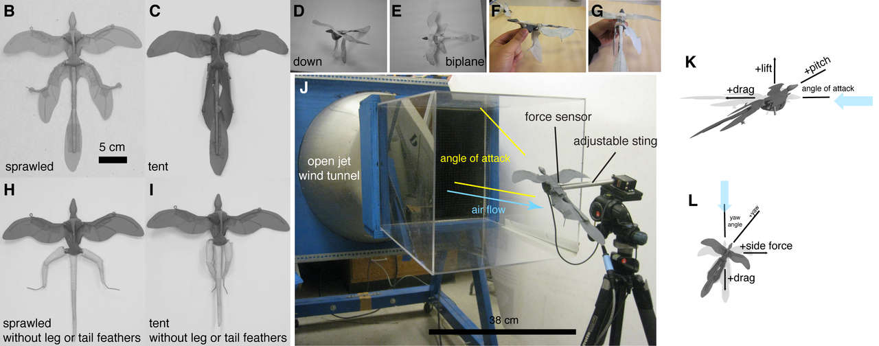 Microraptor flying models.  This is part of figure 1 from Evangelista et al., 2014 showing microraptor gui models in wind tunnel test with various wing positions.  The 'tent' posture (figure 1B) appears to be the most viable mode of flight. (CC BY 4.0)
