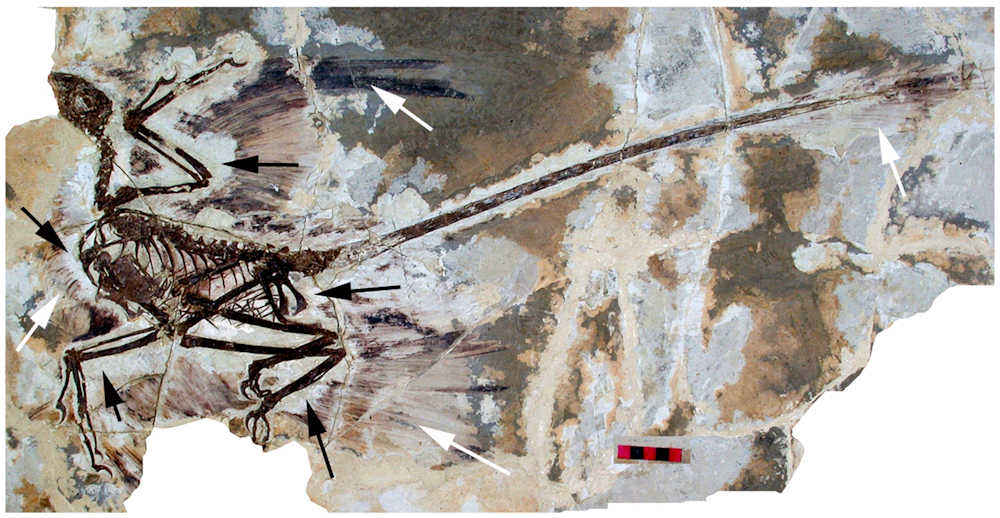 This is figure 1 from Hone et al., 2010 of the holotype of Microraptor gui (IVPP V 13352). The white arrows show the preserved feathers. The scalebar is 5 cm. (CC BY 2.5)