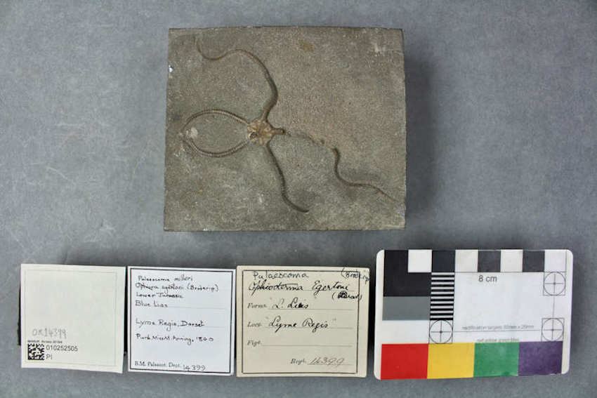 There are more fossils than just marine reptiles and cephalopods at Lyme Regis.  Here is a Brittle star that Mary Anning found in 1824.  It's a Palaeocoma milleri from the Blue Lias of Lyme Regis. This is  specimen number	PI OR 14399 at the Natural History Museum, London. Credit: The Trustees of the Natural History Museum, London (CC-by-4.0).