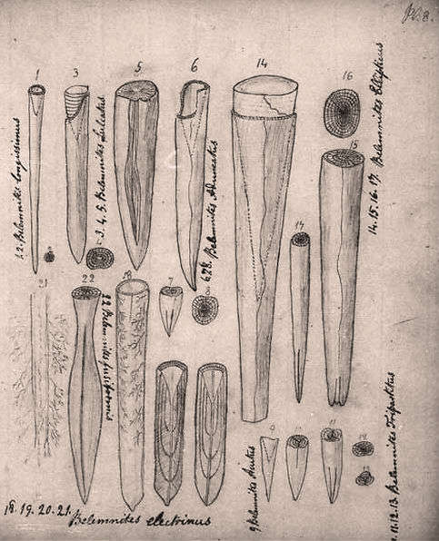 These are drawings of belemnites by Mary Anning.  This is from one of the plates in Miller J.S. 