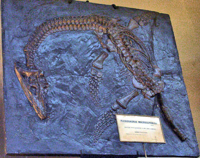 This is the second nearly complete Plesiosaur Mary Annning found.  It is a juvenile of a species called Plesiosaurus macrocephalus. Cast on display at the Museum national d'histoire naturelle, Paris.  Credit: FunkMonk (CC-by-SA-3.0)