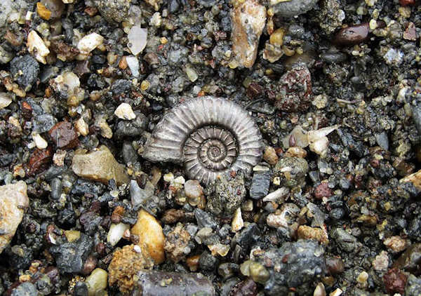 A small pyrite Ammonite found on the beach below Black Ven, between Lyme Regis and Charmouth in Dorset. Image Credit: Partonex. (CC BY-SA 4.0)