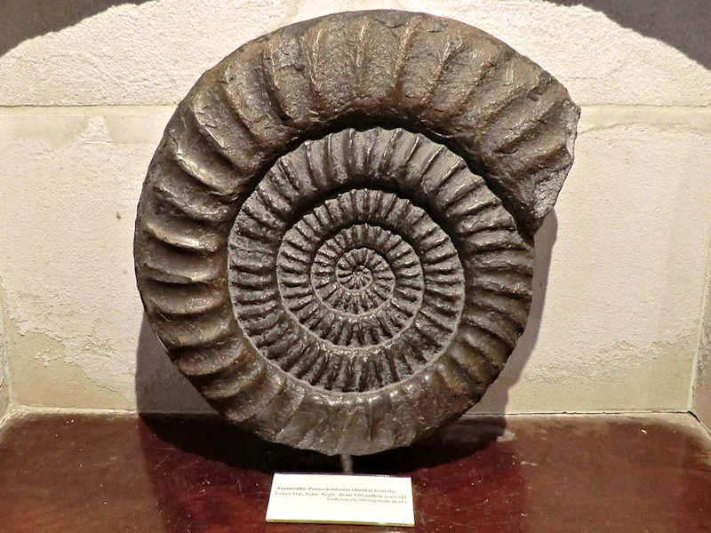 A large ammonite from the Blue Lias on display at the Lyme Regis Museum.  Image by: Kmtextor. (CC-by-4.0).