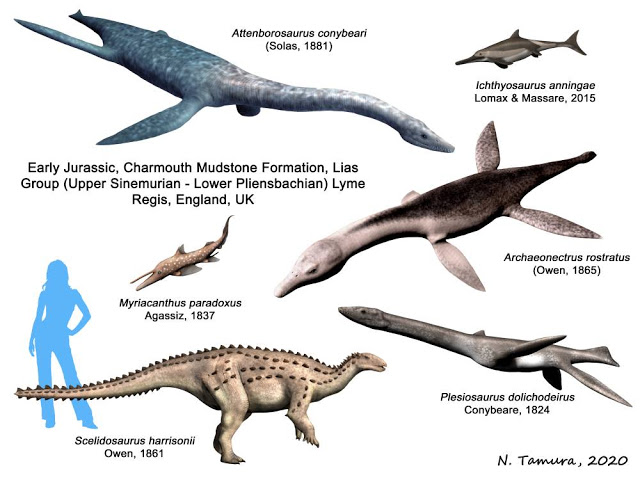 Vertebrate fauna of the Charmouth Mudstone, Lias Group of England, UK.  This shows Scelidosaurus and the more typical marine vertebrates found in the layers. Image by: Nobu Tamura (CC BY-SA 2.0)
