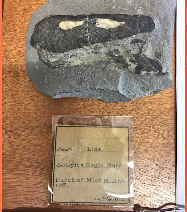 This is a fossilized ink sac found by Mary Anning. It's most likely from a belemnite.  Mary Anning would mix fossil ink with water to reconstitute it. She then used the fossil belemnite ink to make drawing of the fossils.  This is specimen number PI OR 14380 at the Natural History Museum, London. Credit: The Trustees of the Natural History Museum, London (CC-by-4.0).