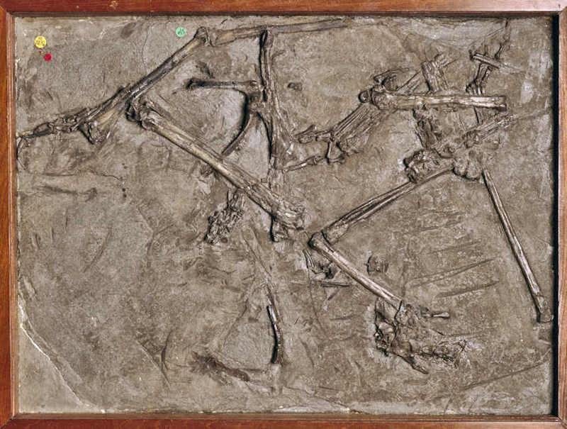 Mary Anning found the first Pterosaur outside of Germany.  Her holotype specimen is called Dimorphodon macronyx and was found in the Blue Lias of Lyme Regis. This is  specimen number PV R 1034 at the Natural History Museum, London. Credit: The Trustees of the Natural History Museum, London (CC-by-4.0).