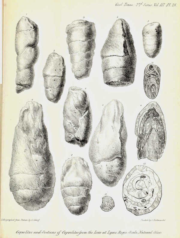 These are drawing of fossil poop from Bucklands paper that Mary Anning found. This is plate 28 from Buckland, W. (1835): On the discovery of coprolites, or fossil faeces, in the Lias at Lyme Regis, and in other formations. Transactions of the Geological Society of London, second series 3: 223-236.  Image from a digitized copy at the Biodiversity heritage Library