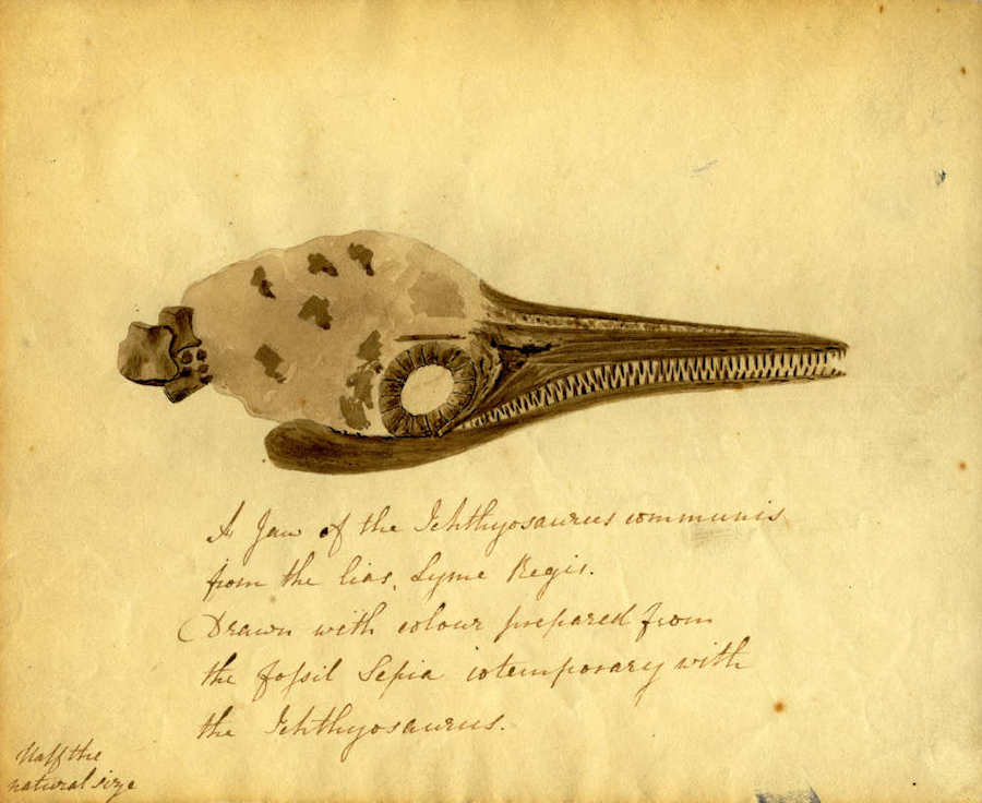 This is a sketch of an ichthyosaur from part of a letter from Elizabeth Philpot to Mary Buckland from 1833.   The sketch made from fossil belemnite ink.  Elizabeth Philpot and her other fossil collecting sisters had a close-knit friendship with Mary Anning.