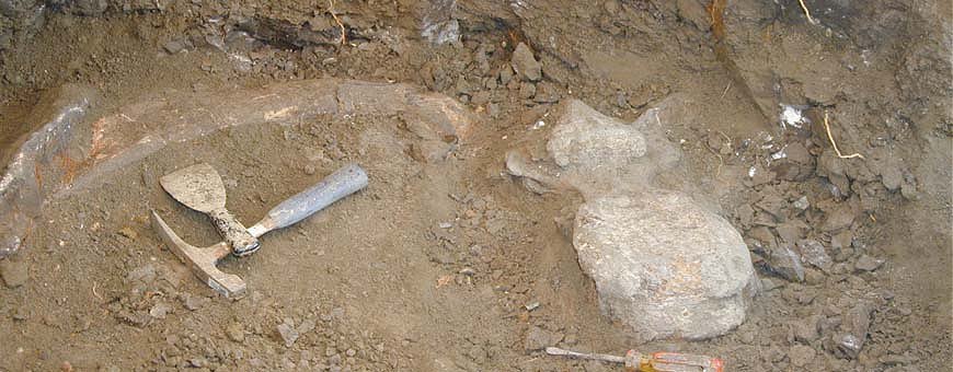 Excavating a Triceratops Rib and Vertebra.