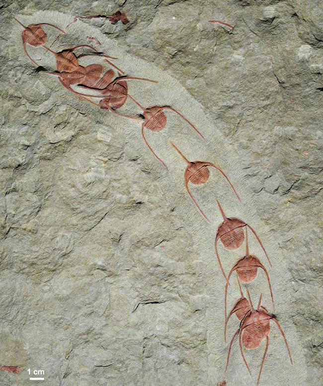 Ampyx priscus trilobite linear formation