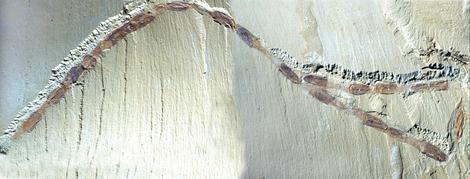 This image shows early arthropods (euarthropods) in a migration chain from the Chengjiang Lgerstatte of China, which is Early Cambrian (525 million years old). Image credit: Derek Siveter from Hou et al., 2008.